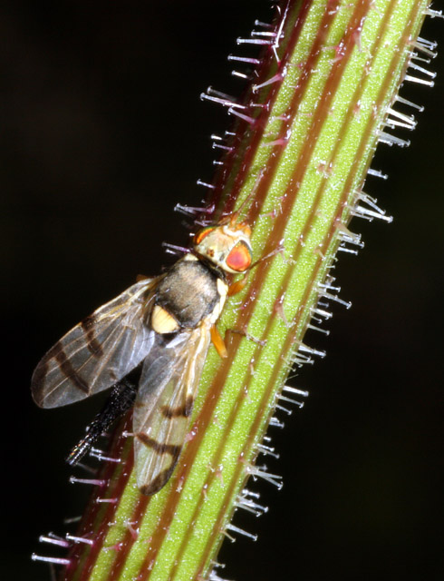 Entomoland Urophora stylata